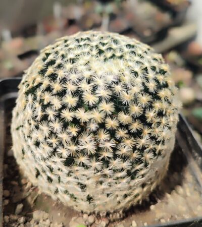 Mammillaria schiedeana