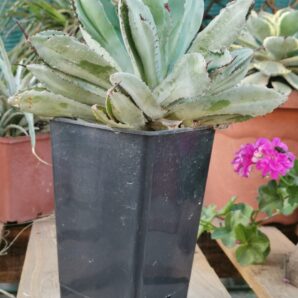 Agave potatorum Cubic