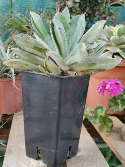 Agave potatorum Cubic