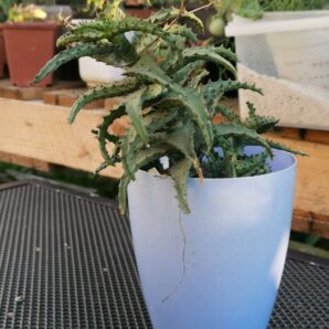 Aloe castilloniae nativ