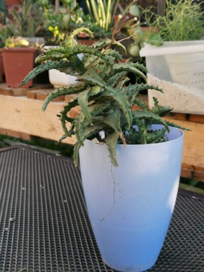 Aloe castilloniae nativ