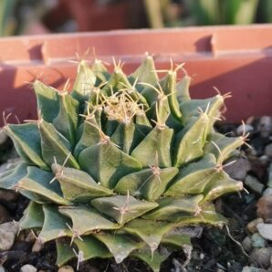 Obregonia denegrii