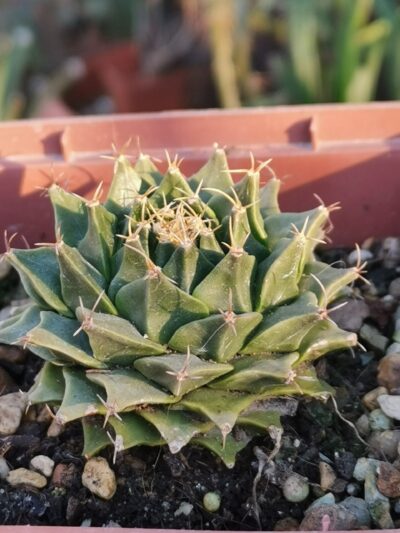 Obregonia denegrii