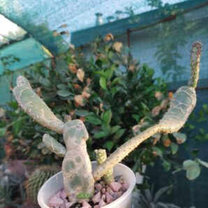 Opuntia Zebrina | 72