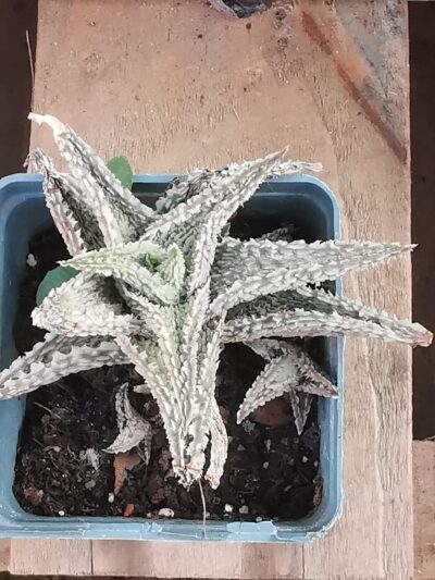 Aloe Flakes Coconut