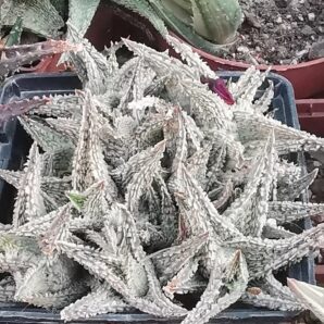 Aloe Flakes Coconut