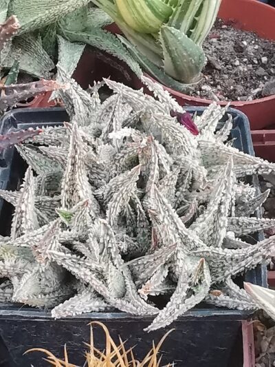 Aloe Flakes Coconut