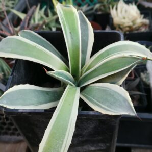 Agave applanata var