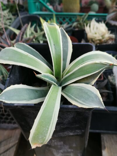 Agave applanata var