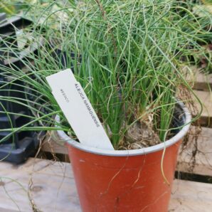 Albuca namaquensis