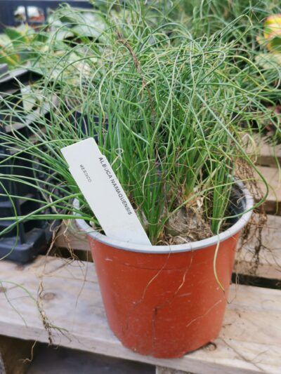 Albuca namaquensis