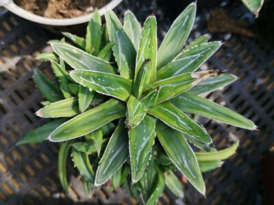 Agave Regina Kizan