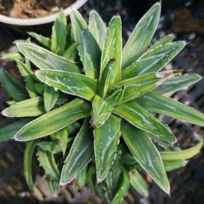 Agave Regina Kizan yellow var.
