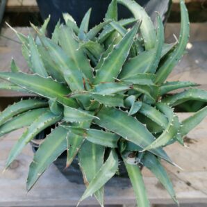 Agave xylonocantha