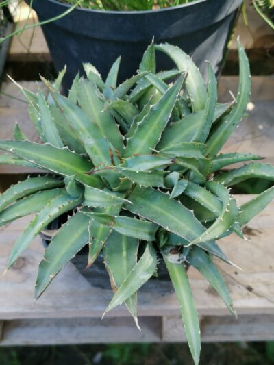 Agave xylonocantha