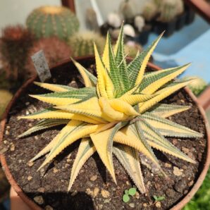 Haworthia limifolia variegata