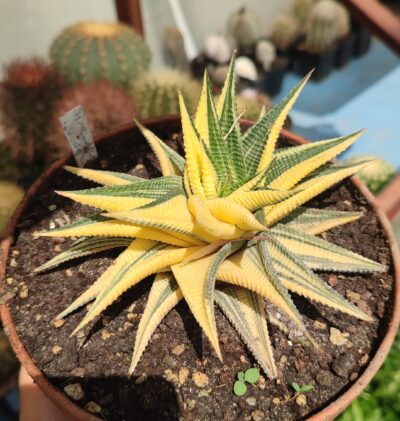 Haworthia limifolia variegata
