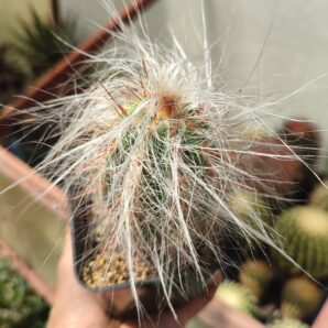 Oreocereus celsianus. | 66