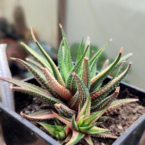Haworthia attenuata f.variegata