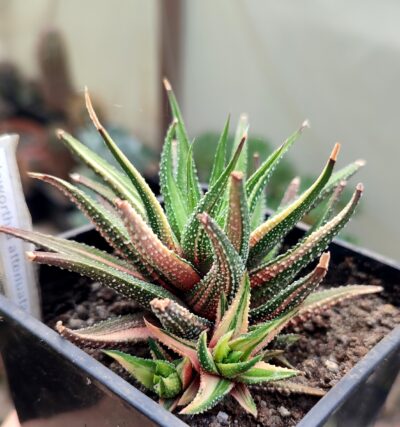 Haworthia attenuata f.variegata
