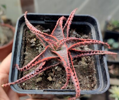 Aloe cv. Christmas Carol