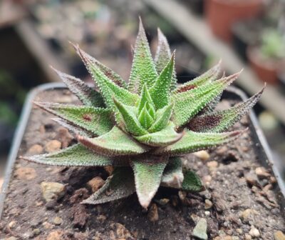 Haworthia cassytha