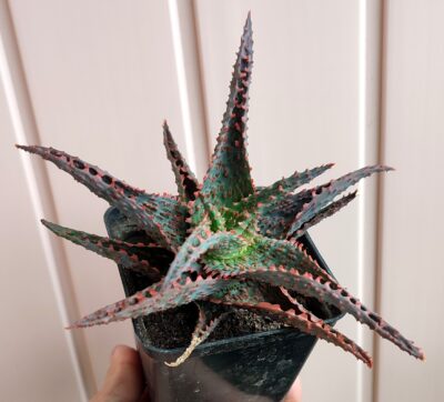 Aloe Viper - Зображення 2