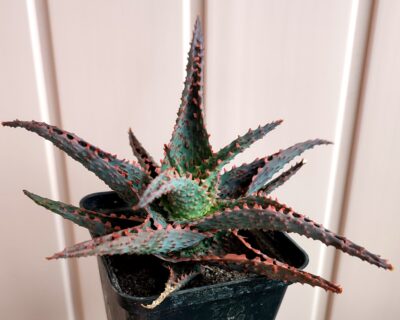Aloe Viper