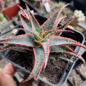Aloe cv. Christmas Carol
