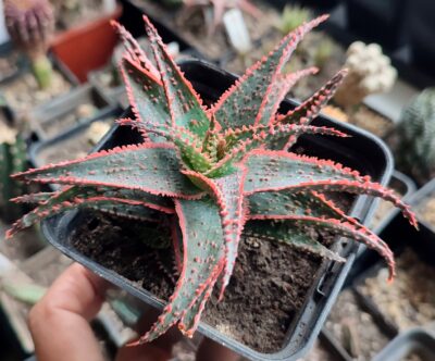 Aloe cv. Christmas Carol