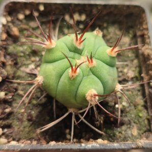 Gymnocalycium pflanzii v. argentinense