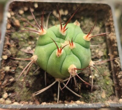 Gymnocalycium pflanzii v. argentinense