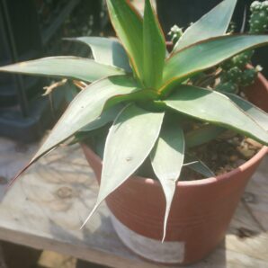 Agave impressa