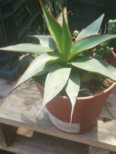 Agave impressa