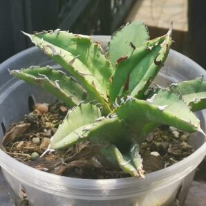 Agave Titanota F 076