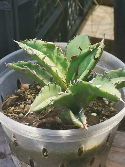 Agave Titanota F 076