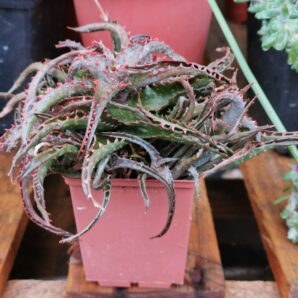 Aloe hibr