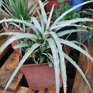 Dyckia spp