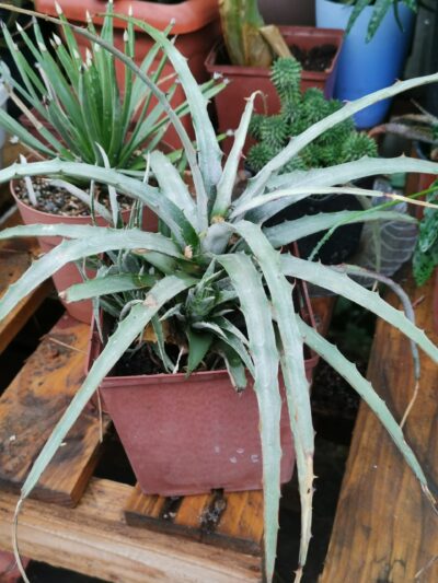 Dyckia spp