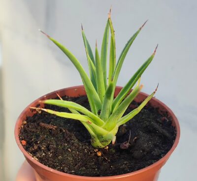 Аgave stricta nana - Зображення 2