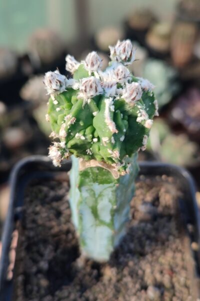 Astrophytum myriostigma fukuryu hakujo