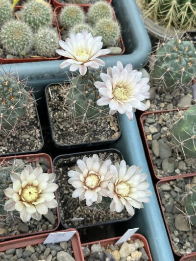 Gymnocalycium kroenleinii - Зображення 2