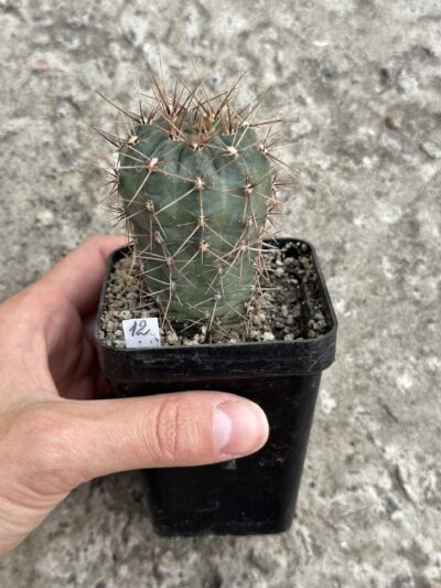 Gymnocalycium kroenleinii
