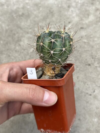 Lobivia cardenasiana R498 Pasorapa dpt. Santa Cruz, Bol. - Зображення 6