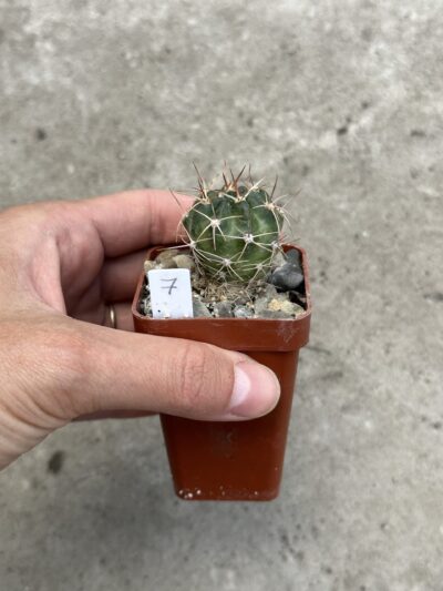 Lobivia cardenasiana R498 Pasorapa dpt. Santa Cruz, Bol. - Зображення 4