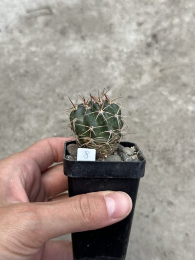 Lobivia cardenasiana R498 Pasorapa dpt. Santa Cruz, Bol. - Зображення 5
