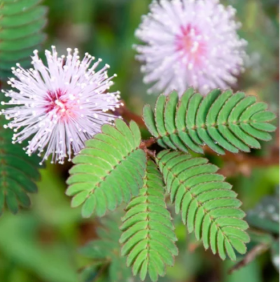 Mimosa pudika
