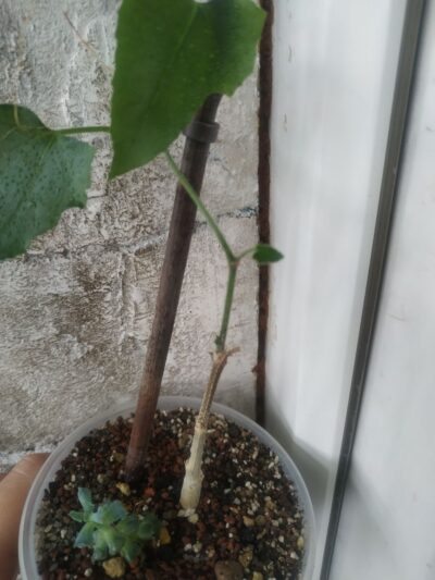 Corallocarpus bainesii - Зображення 2