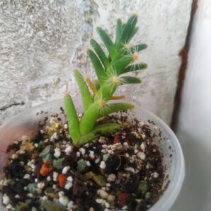Trichodiadema