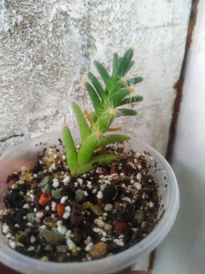 Trichodiadema